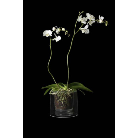 Pot Orchidées