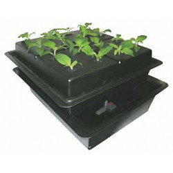 Amazone  75 x 85 x h/39 cm   8 plantes