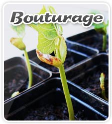 bouturage-multiplication-growshop.jpg